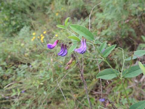 Image of Vicia pseudo-orobus Fisch. & C. A. Mey.