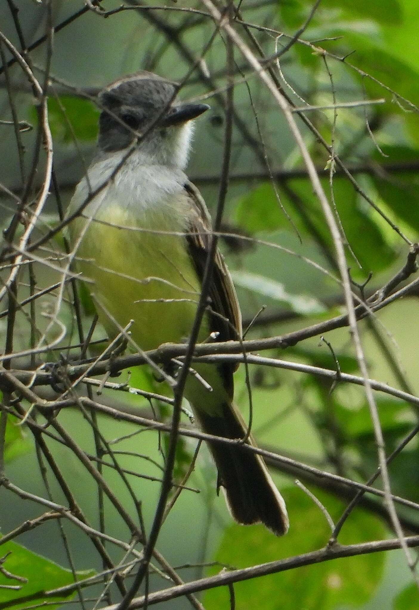 Imagem de Myiarchus phaeocephalus Sclater & PL 1860