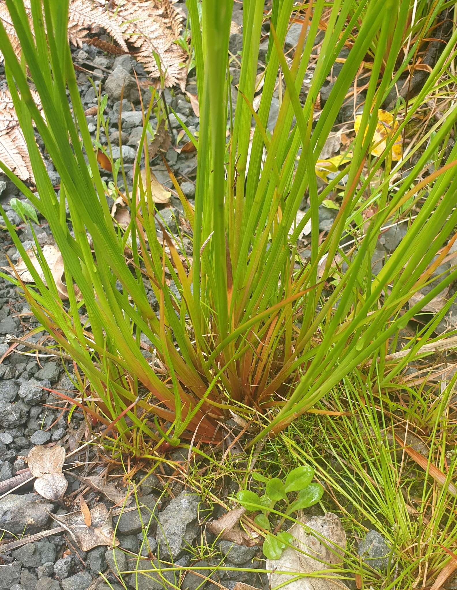 Juncus prismatocarpus R. Br. resmi