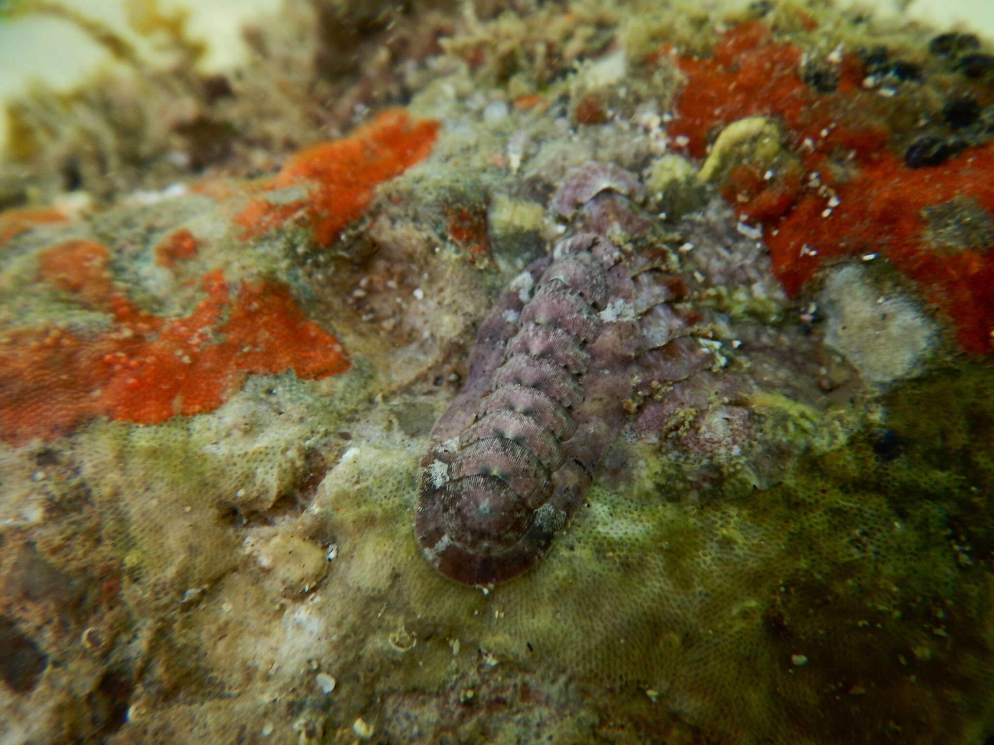 Image of Stenoplax limaciformis (G. B. Sowerby I 1832)