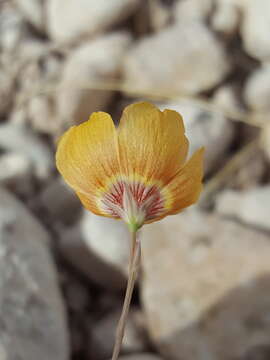 Слика од Linum vernale Woot.