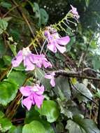 Impatiens acaulis Arn. resmi