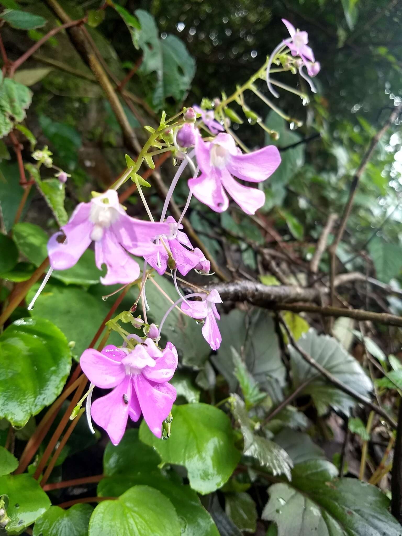 Image of Impatiens acaulis Arn.