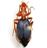 Imagem de Brachinus (Neobrachinus) americanus (Le Conte 1844)