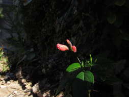 Image of tropical wild petunia