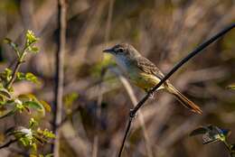 Image of Rufous-sided Pygmy Tyrant