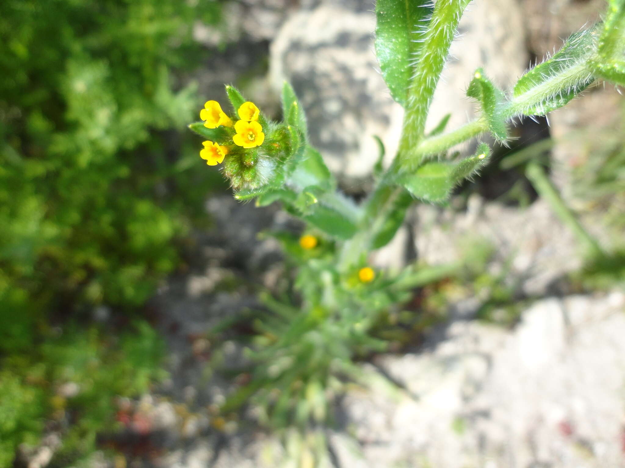 Image of Menzies' fiddleneck