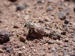 صورة Halictus concinnus Brullé 1840