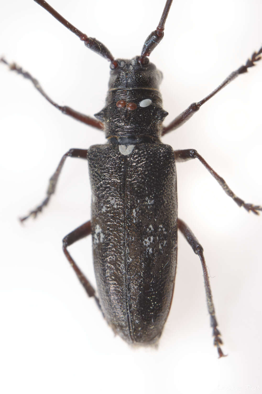 Image of White-spotted Sawyer