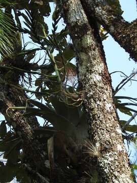 Image of Tillandsia comitanensis Ehlers