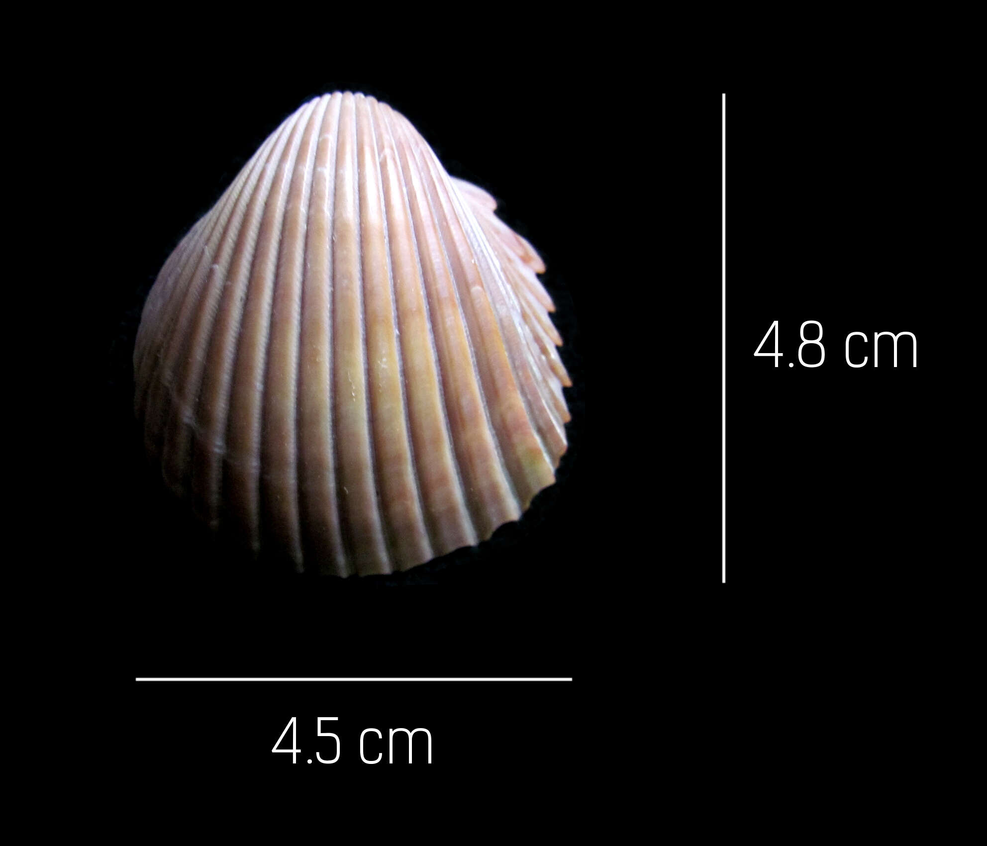 Image of Trachycardium procerum (G. B. Sowerby I 1833)