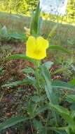 Plancia ëd Oenothera parviflora L.