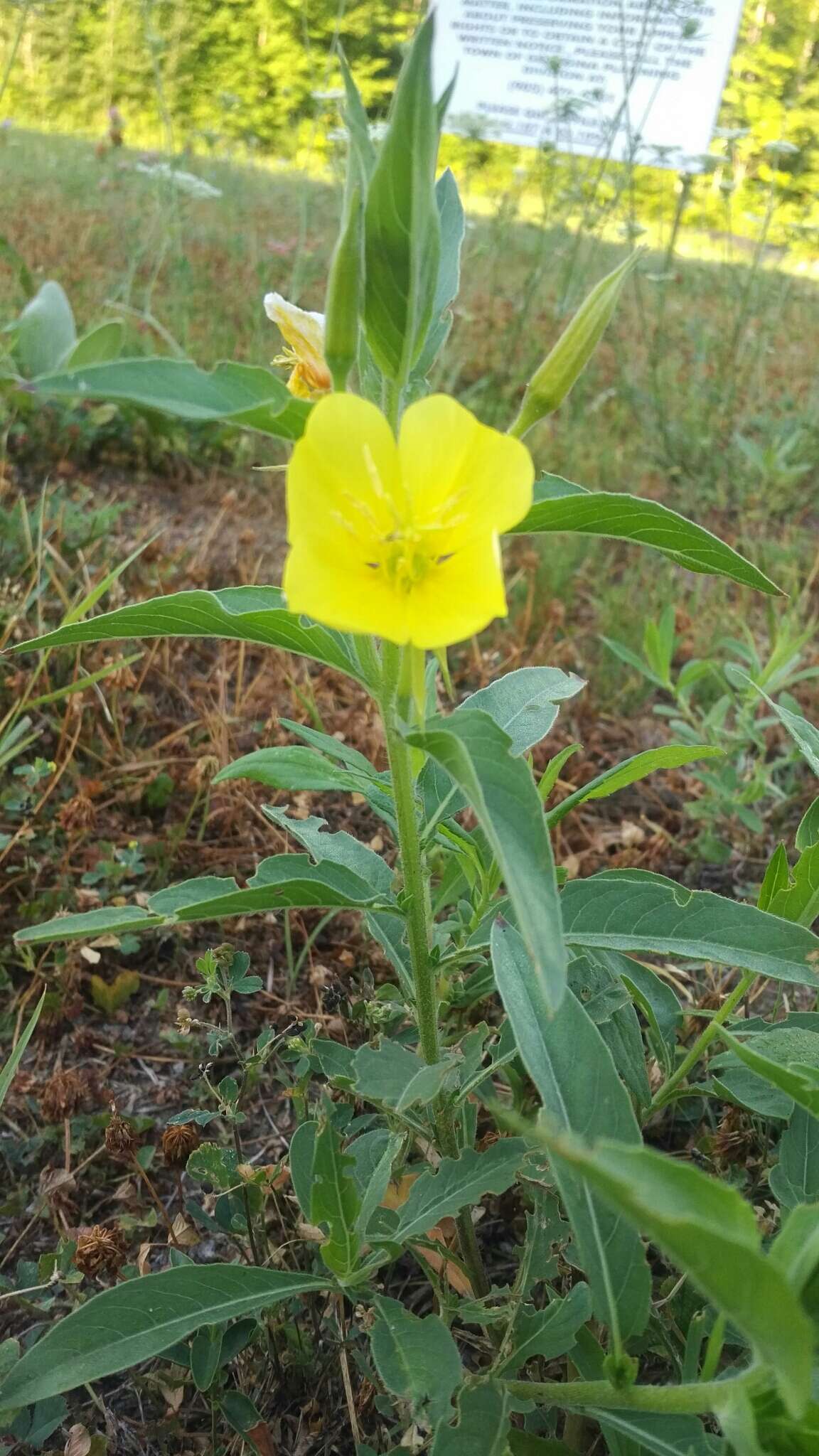 Imagem de Oenothera parviflora L.