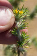 Image of Congdon's tarweed