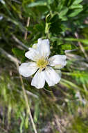 Imagem de Clematis hexapetala Pall.