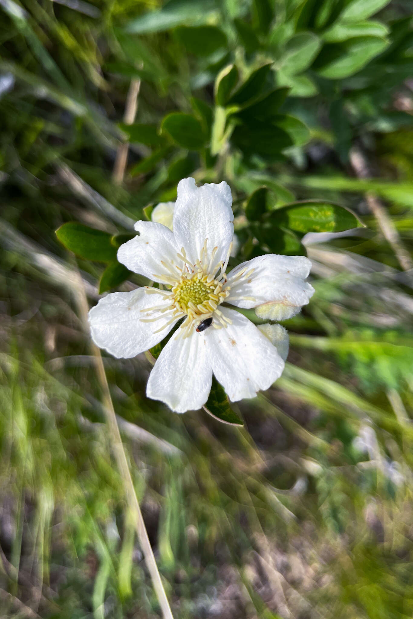 Imagem de Clematis hexapetala Pall.