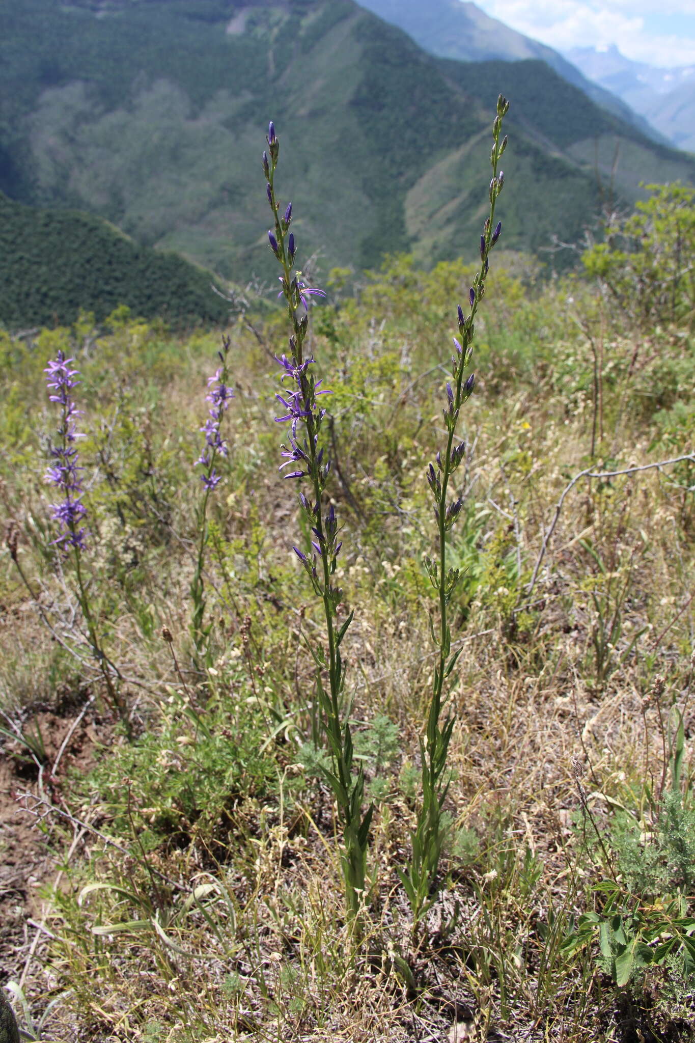 صورة Asyneuma canescens (Waldst. & Kit.) Griseb. & Schenk