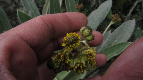 Image of Espeletia rabanalensis (S. Díaz & Rodr.-Cabeza) Mavárez