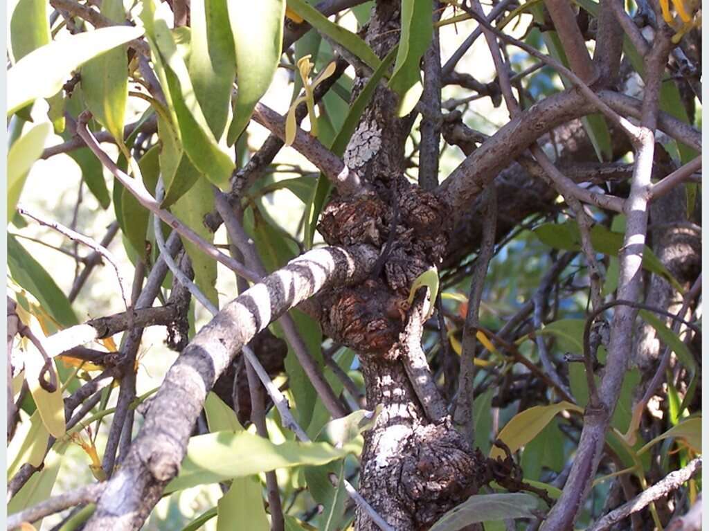 Imagem de Dendrophthoe glabrescens (Blakely) Barlow