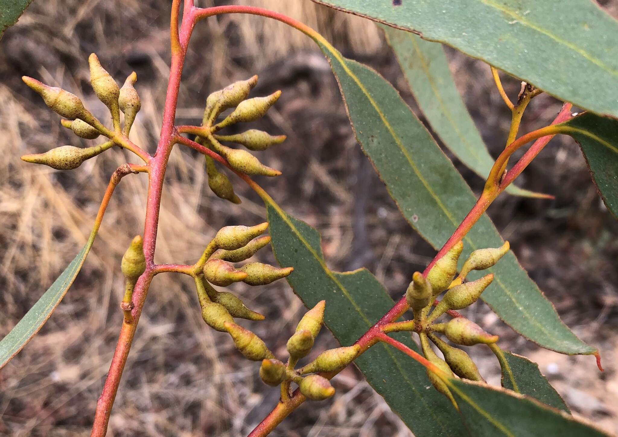 Image of Red Mallee