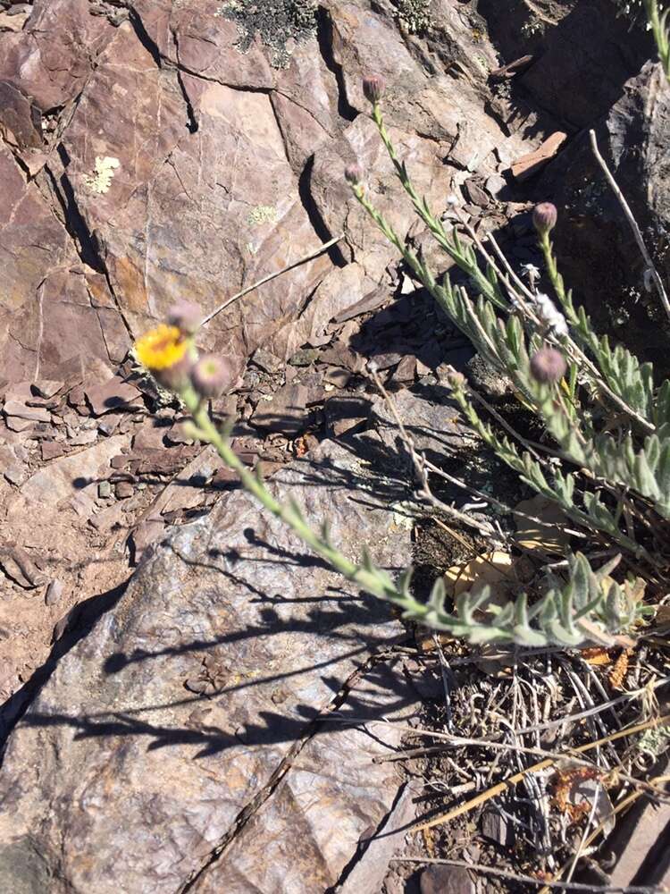 Image of rockloving erigeron