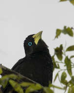 Image of Red-rumped Cacique