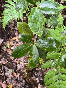 Plancia ëd Heberdenia excelsa (Ait.) Banks ex Roem. & Schult.