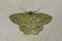 Image of Herochroma urapteraria Walker 1860