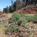 Sophora leachiana M. Peck resmi