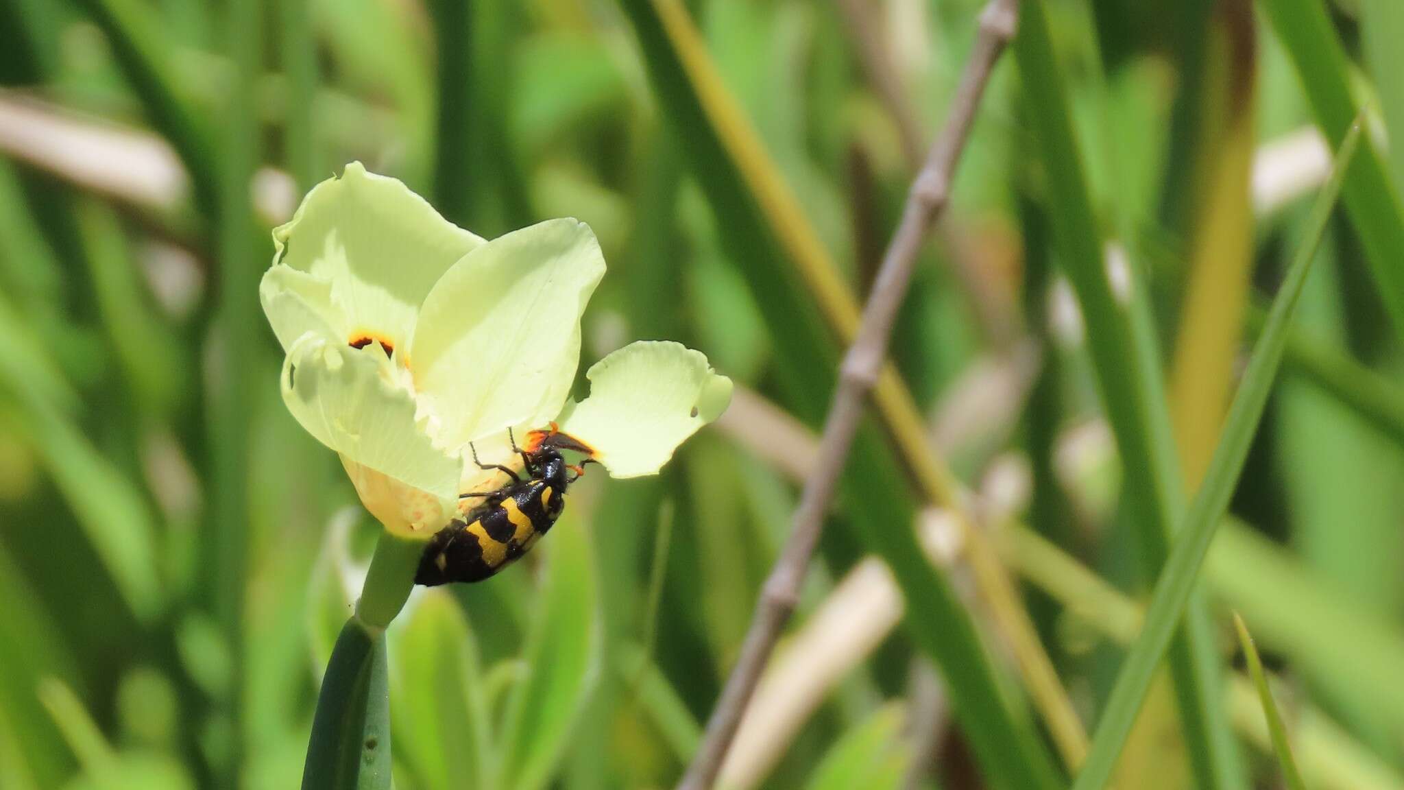 Image of African lily