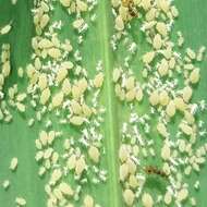 Image of Aphid