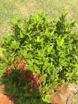 Image de Ixora coccinea L.