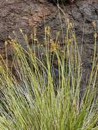 Image of Coastal sedge