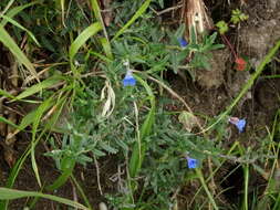 Glandora prostrata (Loisel.) D. C. Thomas的圖片