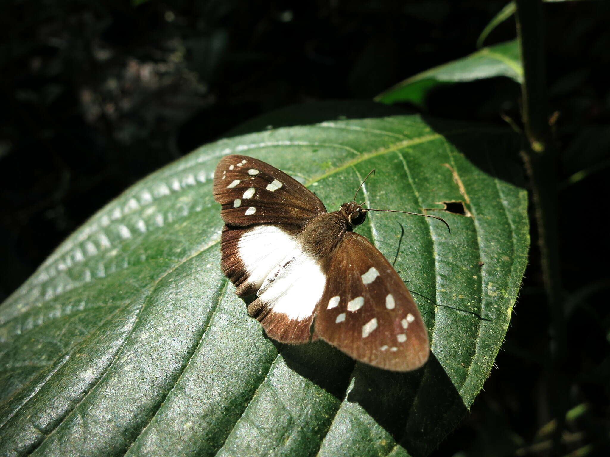 Image of Hyalothyrus neleus Linnaeus 1758