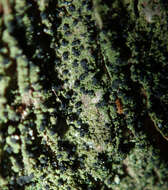 Image of dot lichen