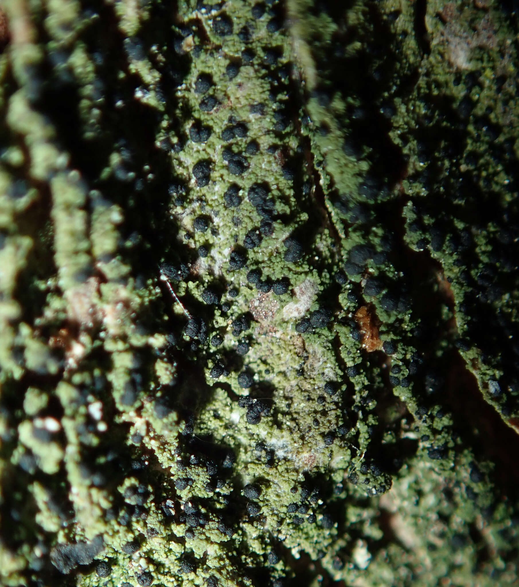 Image of dot lichen