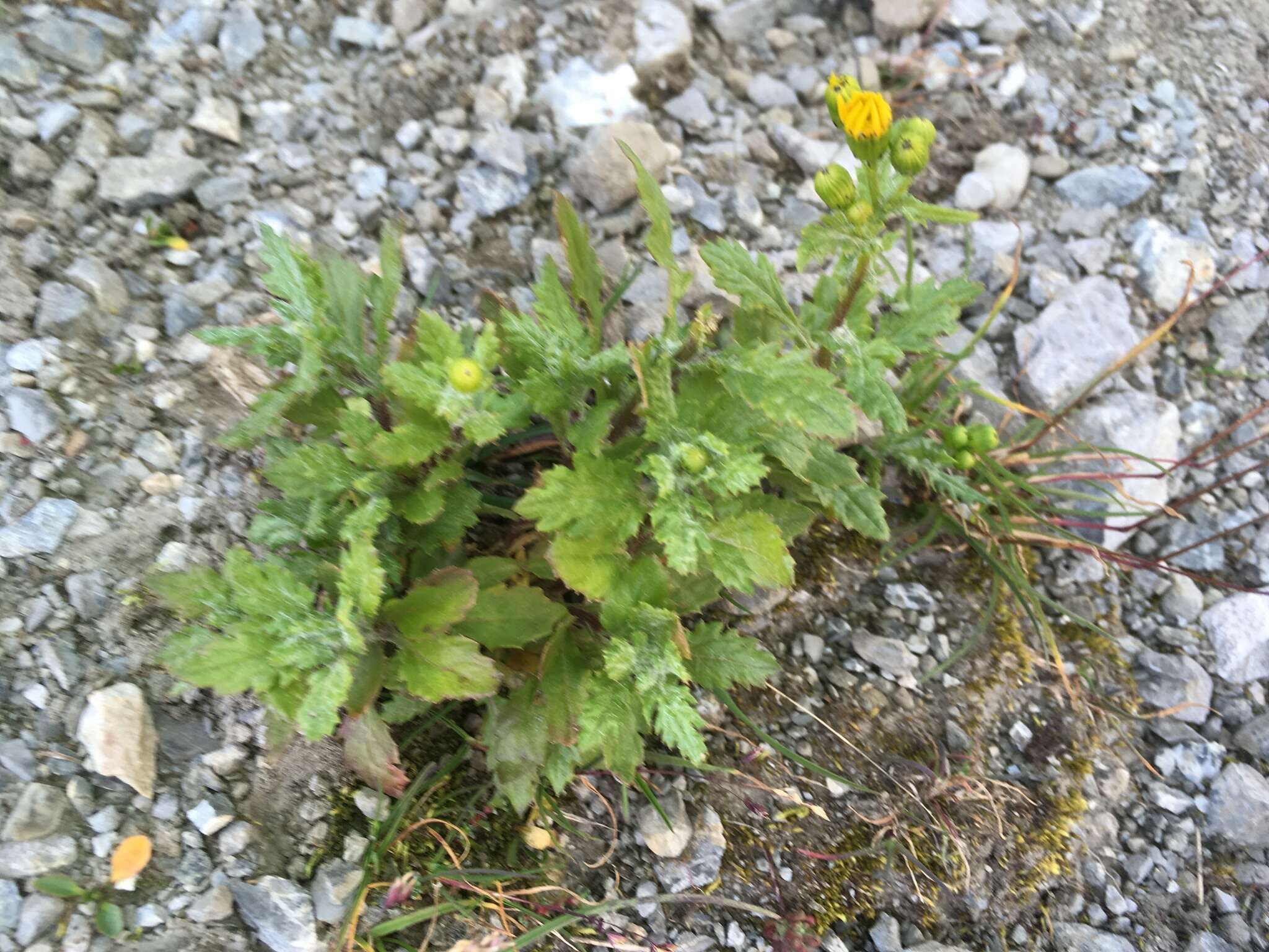 Plancia ëd Senecio squalidus subsp. rupestris (Waldst. & Kit.) Greuter