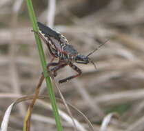 Image de Apiomerus floridensis Berniker & Szerlip ex Berniker et al. 2011