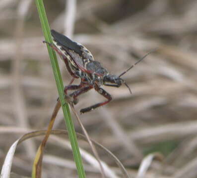 صورة Apiomerus floridensis Berniker & Szerlip ex Berniker et al. 2011