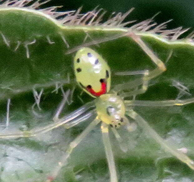 Image of Theridion grallator Simon 1900