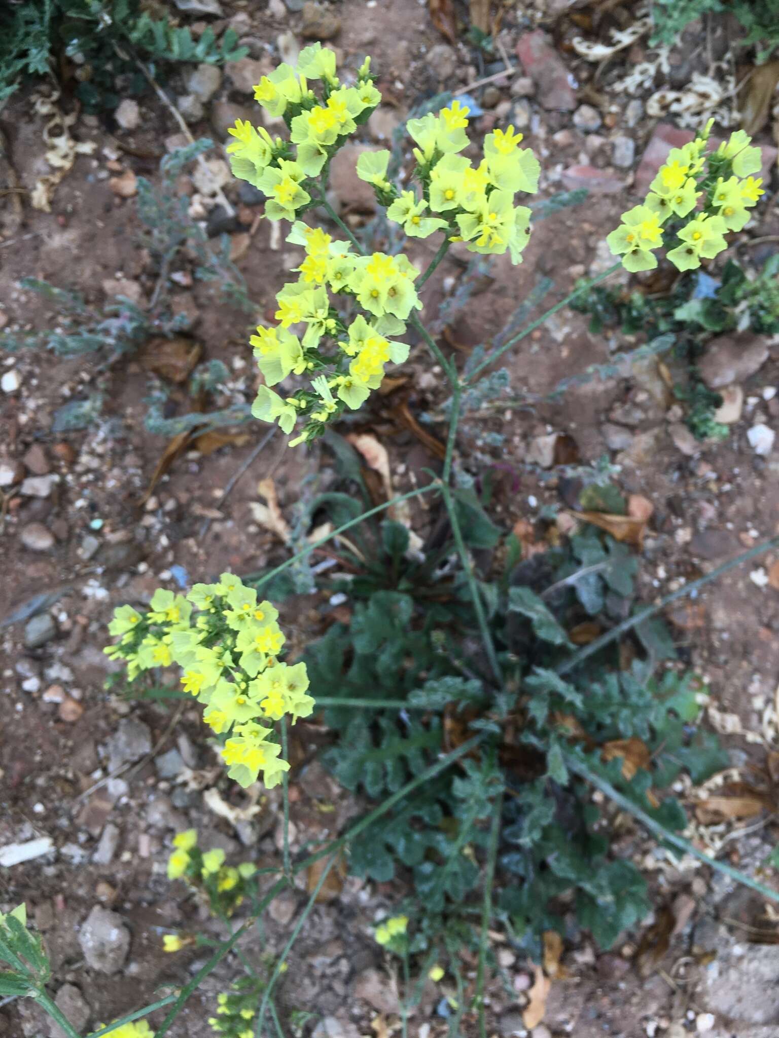 Imagem de Limonium sinuatum subsp. bonduellei (Lestib.) Sauvage & Vindt