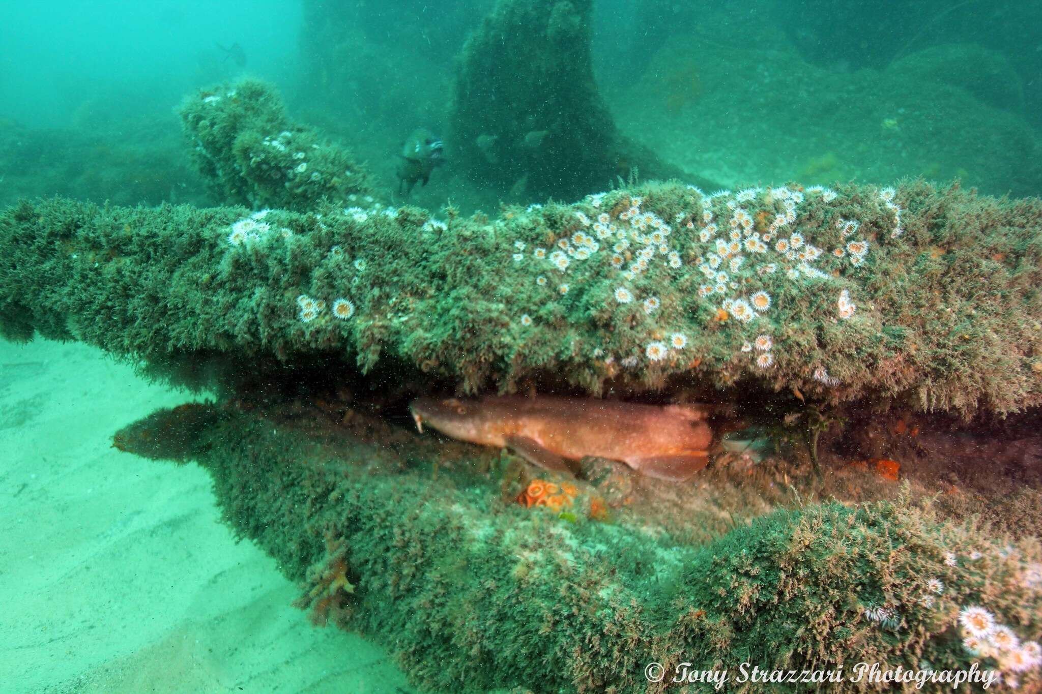 Image of blind sharks