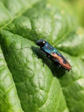 Image of metallic wood-boring beetle