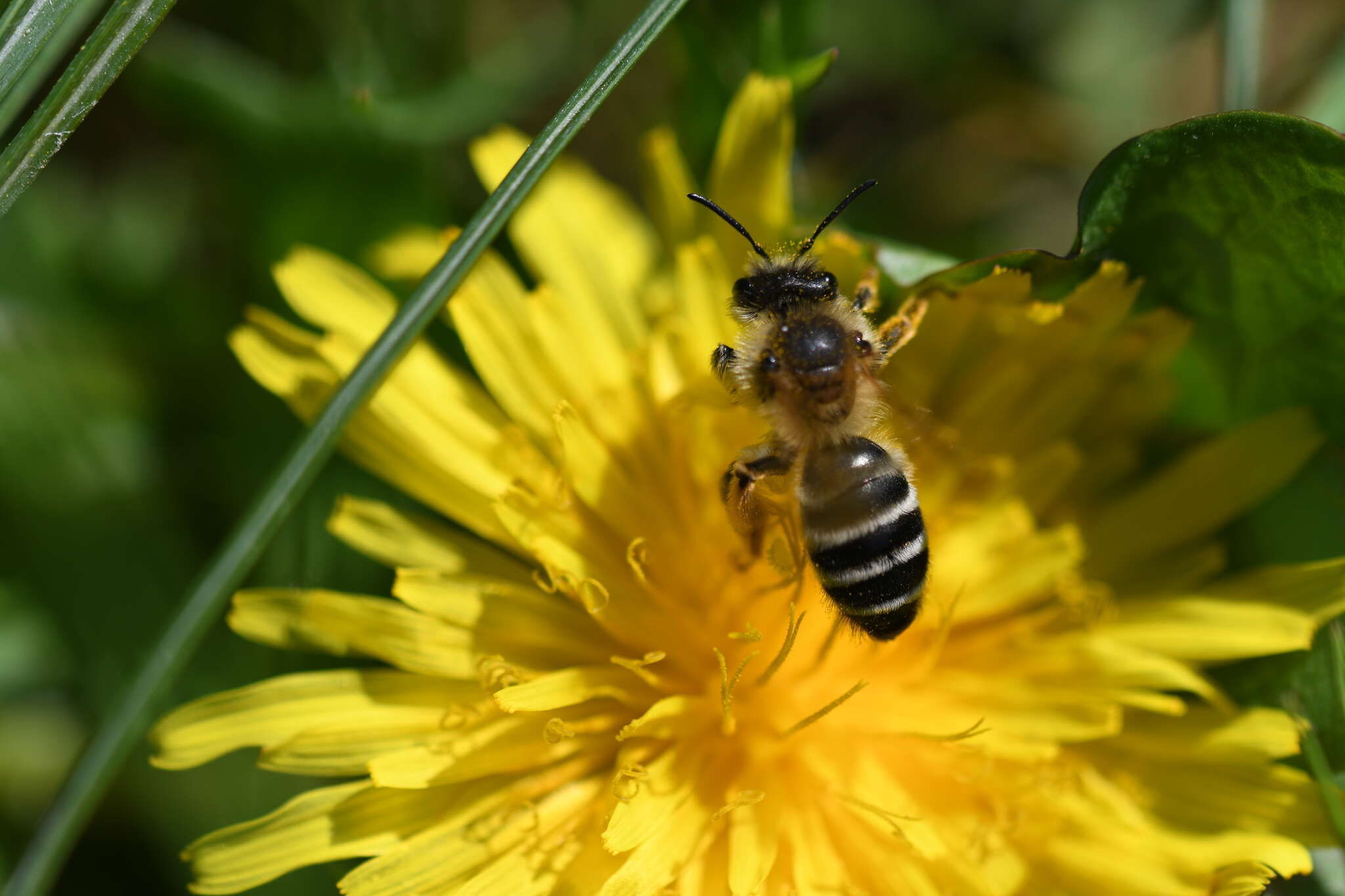 Image of Andrena gravida Imhoff 1832