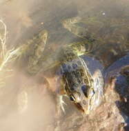 Image de Lithobates magnaocularis (Frost & Bagnara 1974)