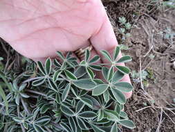 Image of Texas lupine