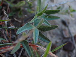 Image of Dolichos hastiformis E. Mey.