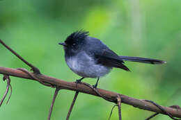 Image of White-tailed Crested Flycatcher
