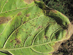 Image of Puccinia helianthi Schwein. 1822